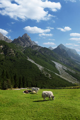 Fototapeta premium Górska idylla z jakami w dolinie Stubai, Tyrol, Austria.