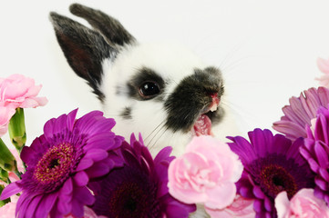 Hase © Natallia Vintsik