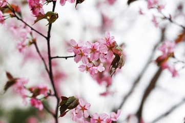 Fototapeta na wymiar Spring sakura