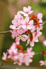Spring sakura