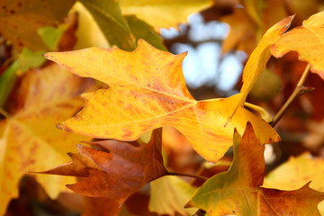 Platan autumn leaves