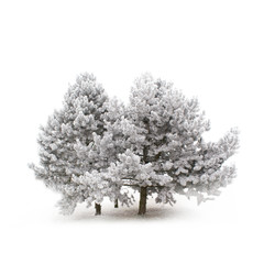 Bäume im Winter mit Schnee bedeckt
