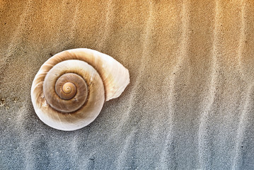 Abstract image of Seashell in the sand.