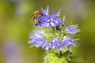 Biene sammelt Nektar 6