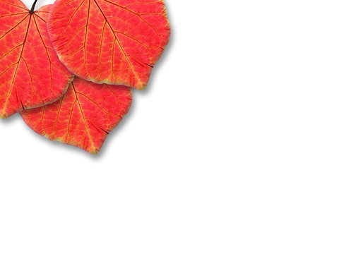 Foglie rosse a cuore