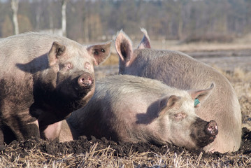 Landwirtschaft - Schweinzucht, Tierhaltung