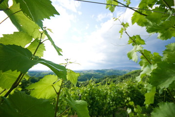 Vineyards through vineyards in brda region - obrazy, fototapety, plakaty
