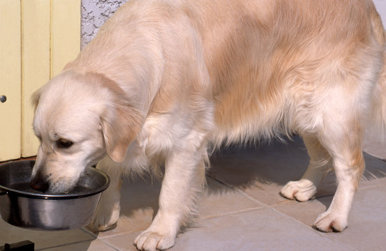 golden retriever en train de boire dans sa gamelle