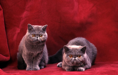 deux chats de race exotic shorthair en studio sur fond rouge