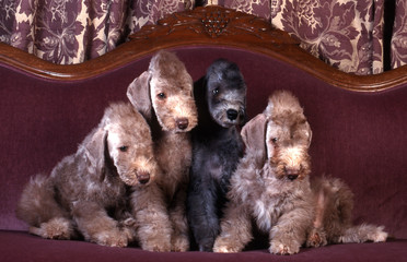 quatre chiots bedlington terrier sur un canapé rouge