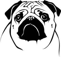 Portrait Pug 03