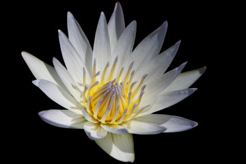Water Lily Isolated on Black Background