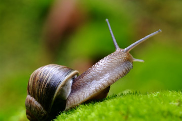 (Helix pomatia) edible snail macro