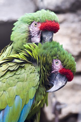 military macaw parrots © Ayupov Evgeniy
