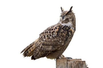 Owl on white