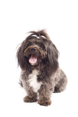 Havanese dog standing with mouth open