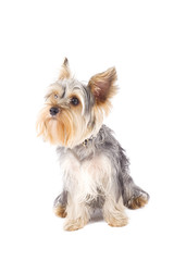 uncombed puppy yorkshire terrier