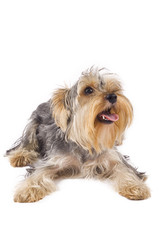 a small seated puppy