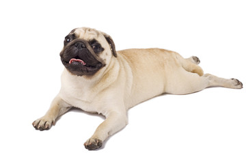 pug seated