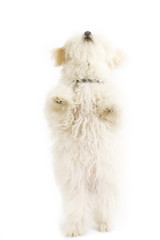dog standing on it's hind legs