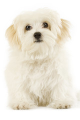 Maltese dog puppy over white