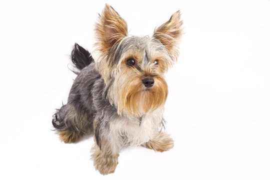 picture of a very curious yorkshire terrier