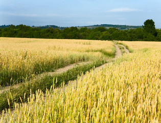 Country road through the wheaten field