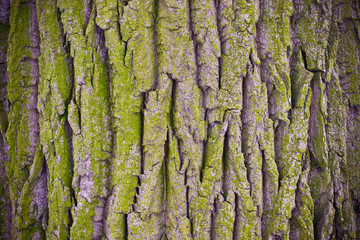 Bark background