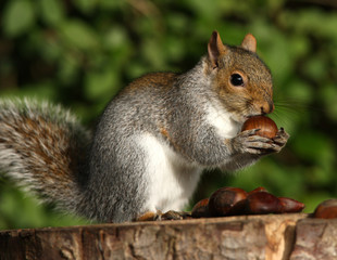 Naklejka na ściany i meble A young Grey Squirrel eating Chestnuts
