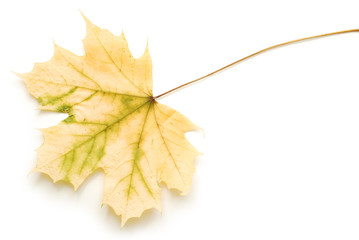 fallen leaf