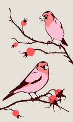 birds