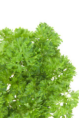 fresh parsley