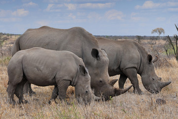 Obraz premium female rhino with 2 calves in Kruger NP,South Africa
