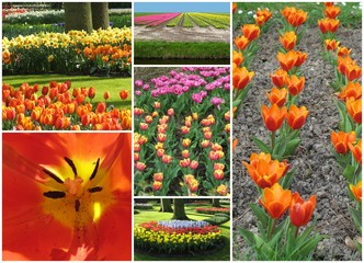 Obraz premium printemps