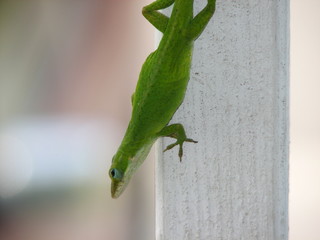 grüner gecko in freier natur