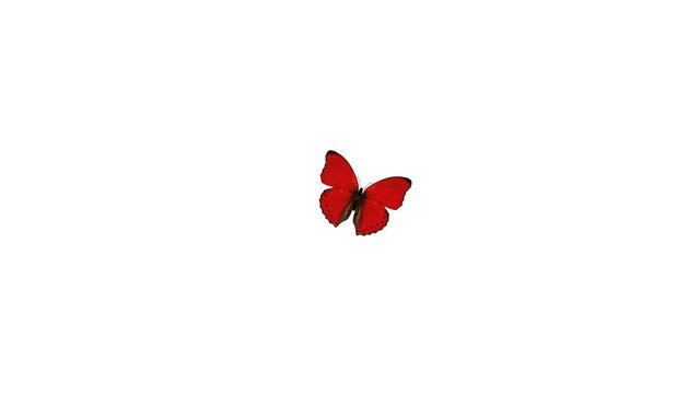 Red Butterfly