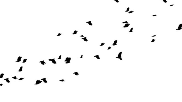 Flock of Pigeons Loop