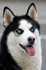 husky dog