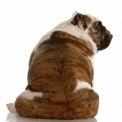 sad dog - english bulldog sitting facing away from viewer