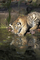 Jungtiger am Wasser