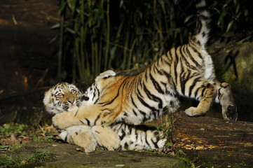 Jungtiger spielen