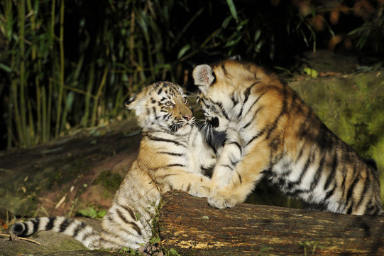 Jungtiger spielen