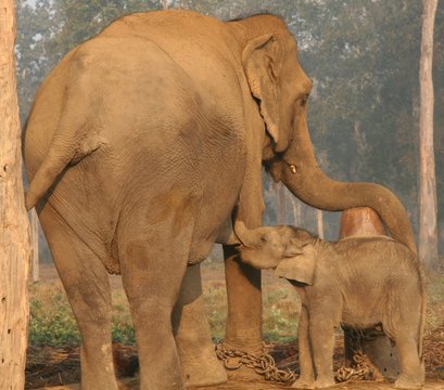 Baby Elephant Feeding