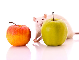 White Rat and apple isolated on white
