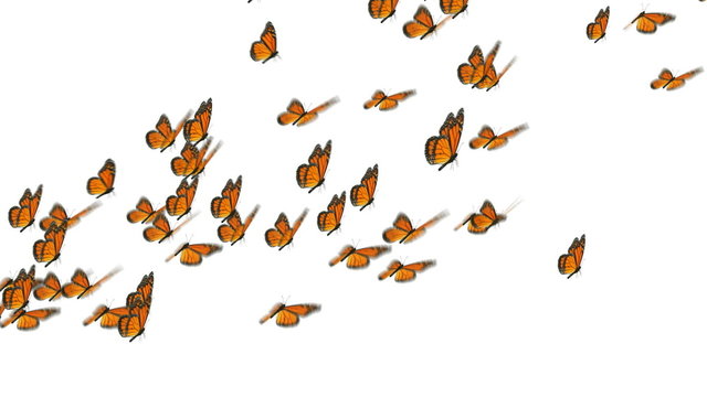 Monarch Butterfly Flock Loop