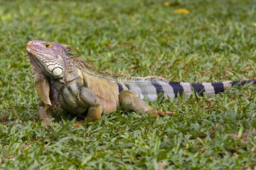 Big Iguana