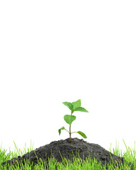 Sprout