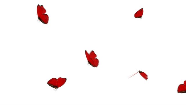 Red Butterfly Group Loop