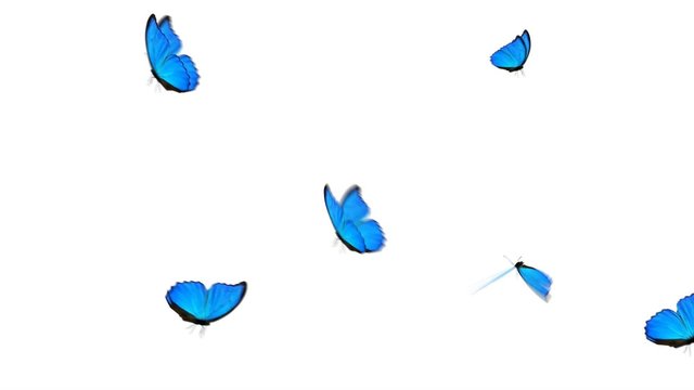 Blue Butterfly Group Loop