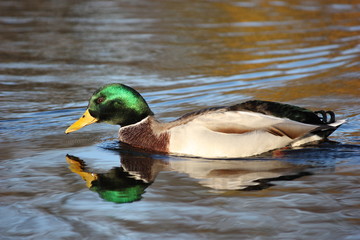Stockente (Männchen)